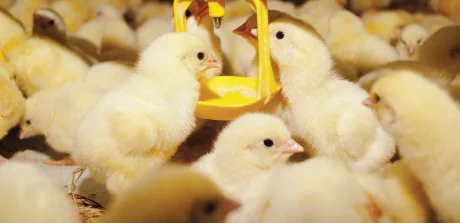 Un groupe de poussins buvant de l’eau