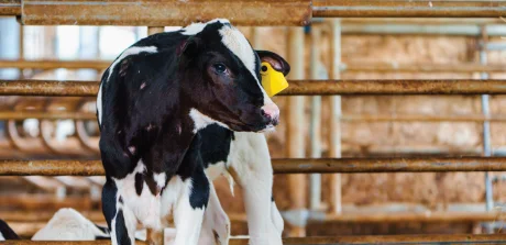 Un veau avec une étiquette jaune regardant sur le côté.