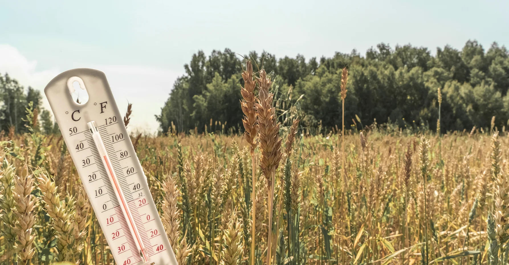 Thermometer showing high temperature in a cereal field, illustrating heat stress impact in animal production systems.