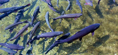 Farmed trout swimming in a clear pond, representing species targeted in sustainable aquaculture nutrition.