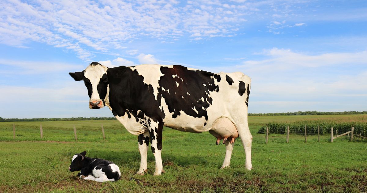 Maíz verde para vacas lecheras | Salud y eficiencia productiva – Jefo ...
