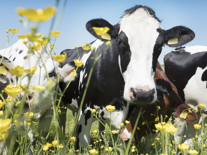 Dairy cows in a flowered field under blue sky, highlighting a natural and healthy approach to animal nutrition.