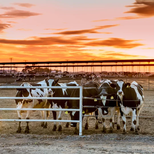 Group of dairy cows in a pen at sunset, reflecting a modern dairy farming environment focused on animal nutrition.