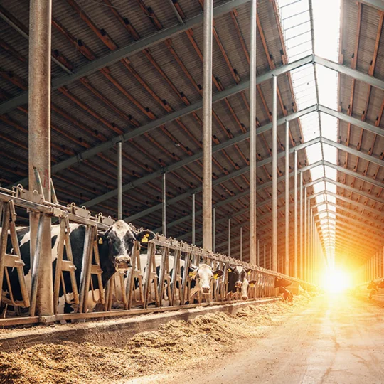 Vacas lecheras en establo libre al atardecer, reflejando un entorno optimizado para la nutrición animal.
