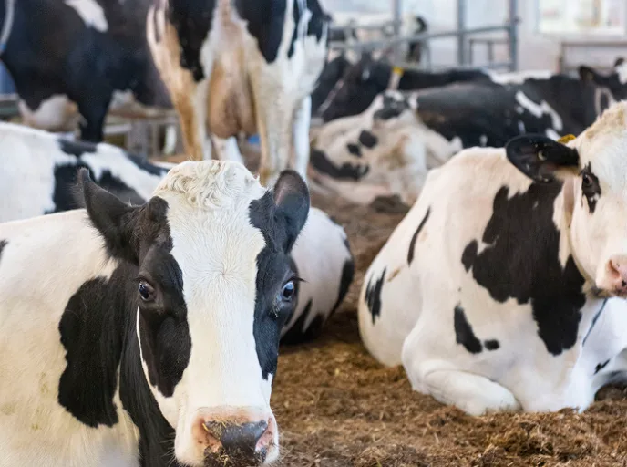 Vacas lecheras descansando en establo, ejemplo de confort animal en sistemas intensivos de producción lechera.
