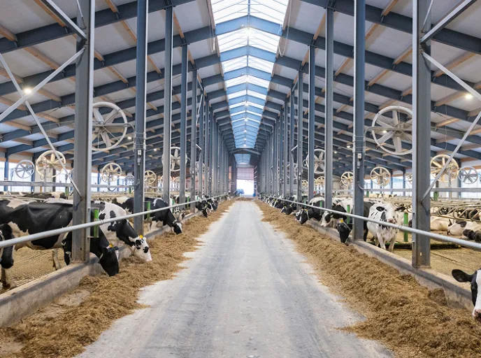 Vacas lecheras alimentándose en establo moderno, ejemplo de nutrición y manejo óptimo en producción lechera.