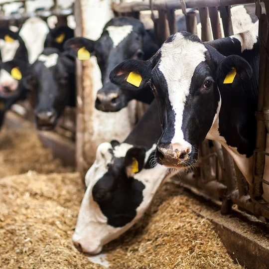 Holstein dairy cows in barn feeding on a ration designed for optimized dairy cattle nutrition.