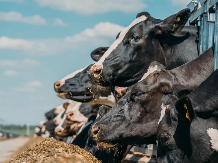 Holstein dairy cows feeding outdoors, showcasing optimized cattle nutrition for milk production.