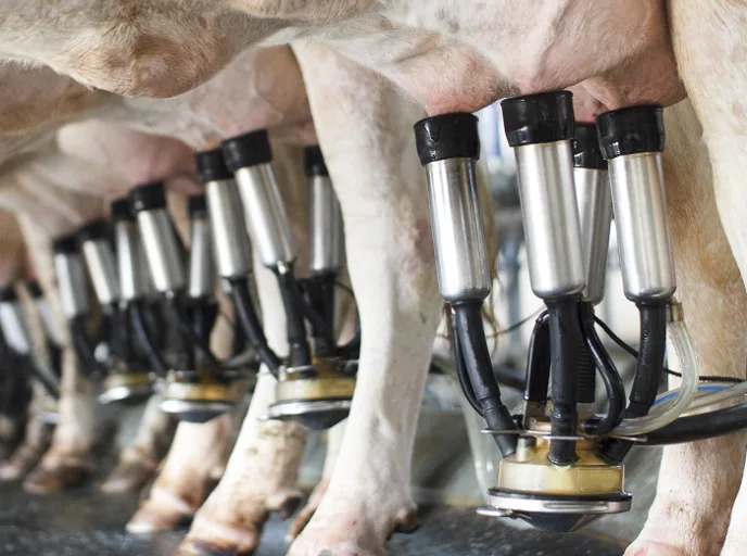 Automated milking of dairy cows in a milking parlor, showing efficient milk production.