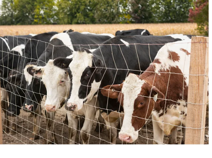 Dairy cows behind a pasture fence, illustrating outdoor herd management in animal nutrition.