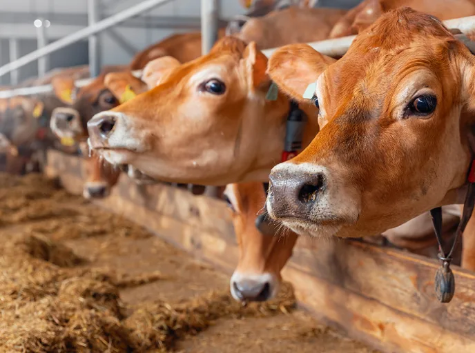 Jersey cows in indoor housing fed with hay, showcasing dairy herd nutrition management in modern production.