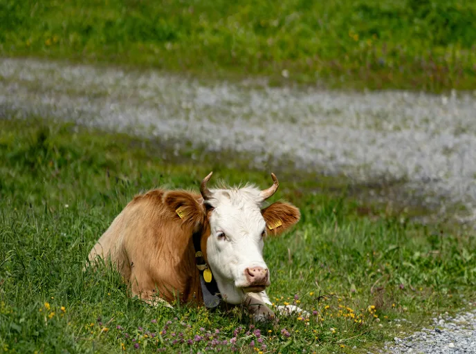 Young dairy cow resting in grass near a farm path, showing animal welfare in modern dairy nutrition practices.
