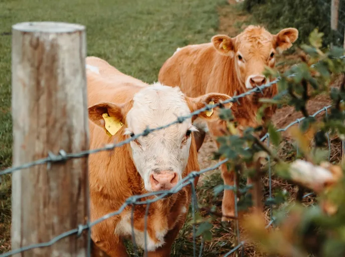 Two curious Jersey heifers near a fence, in a green pasture with other dairy cows grazing in the background.