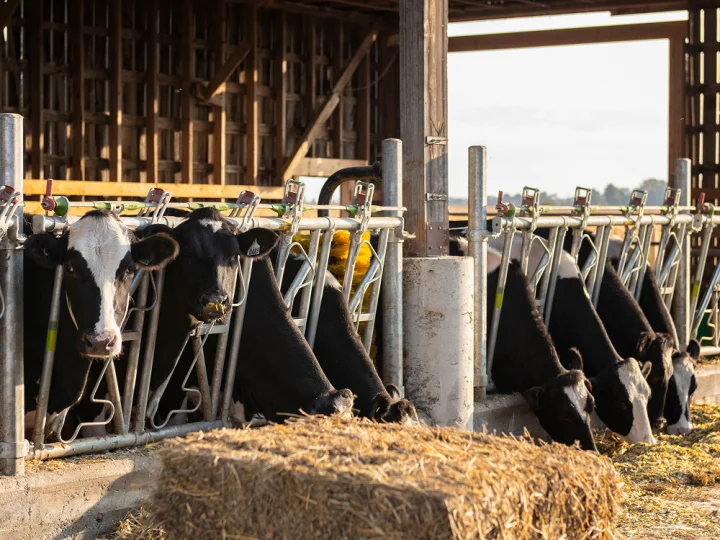 Dairy cows feeding on forage in a barn, illustrating efficient feed management in modern milk production systems.
