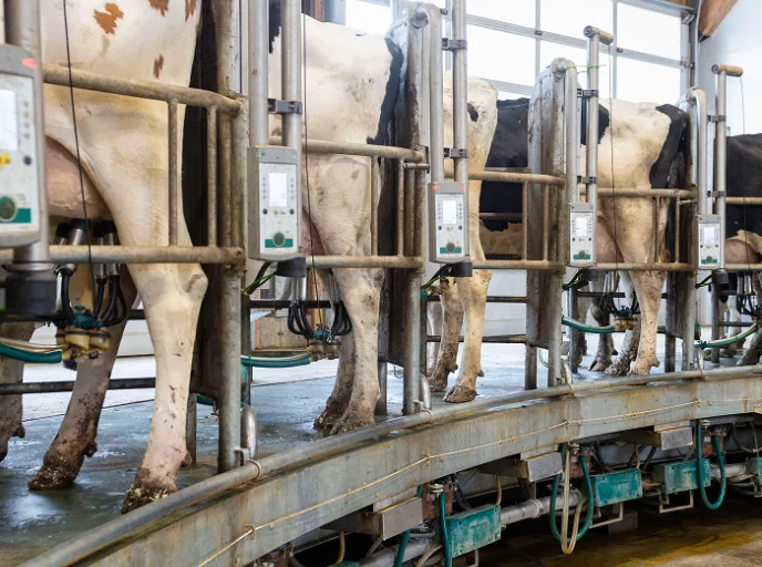 Dairy cows in an automated milking parlor, supported by tailored nutrition for optimized milk production.
