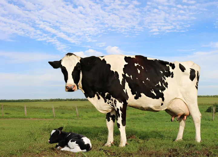 Holstein dairy cow with calf in pasture, highlighting tailored nutrition from early life stages.