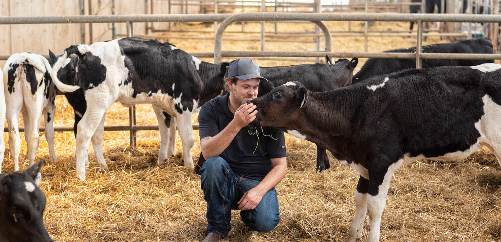 Jefo technician interacting with a Holstein calf in a dairy farm focused on animal nutrition.