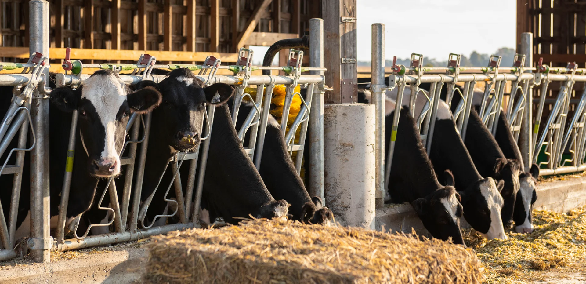 Vacas lecheras comiendo forraje en establo, ejemplo de manejo eficiente de la alimentación en la producción lechera moderna.