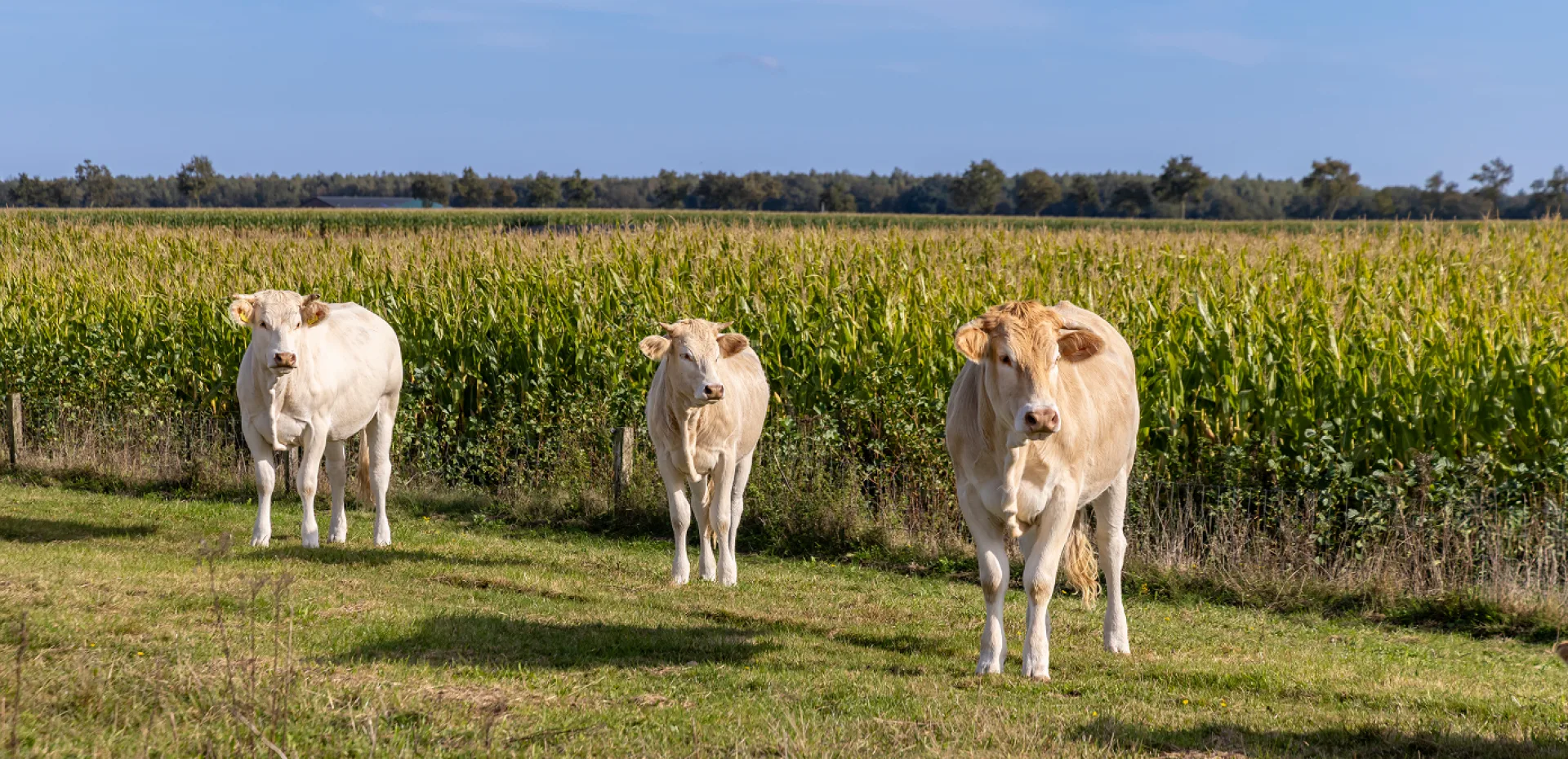 Three dairy cows grazing near a cornfield, showcasing open-air milk production in a sustainable agricultural setting.