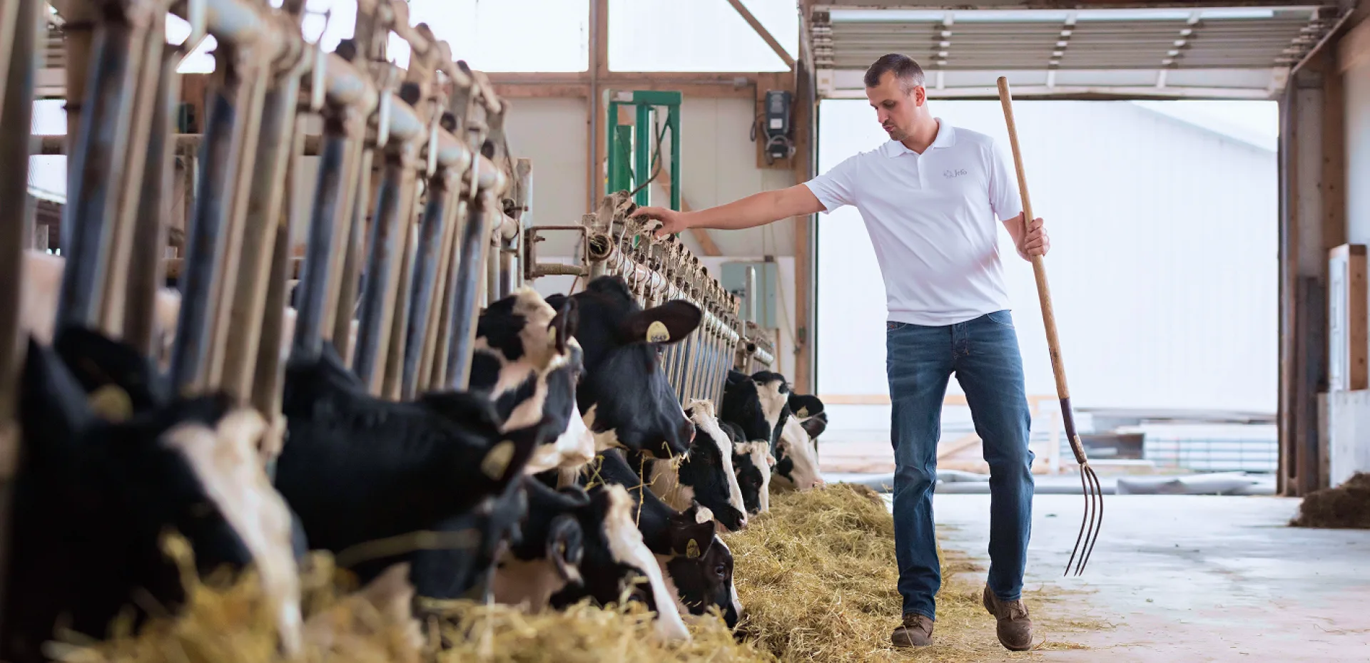 Dairy farm worker monitoring cow feeding with a pitchfork in hand, inside a modern livestock facility.
