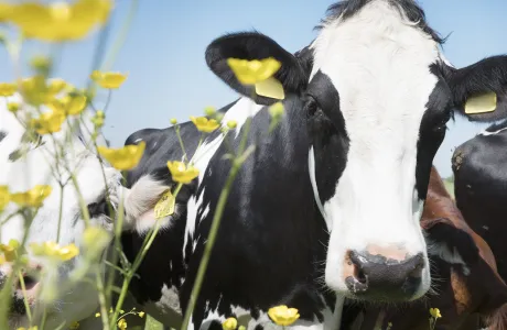 Dairy cows in a flowered field under blue sky, highlighting a natural and healthy approach to animal nutrition.