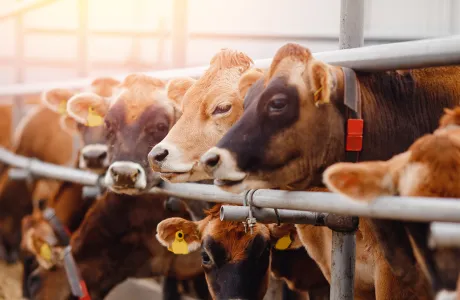 Brown dairy cows feeding at trough in modern barn – animal nutrition for optimal milk production.