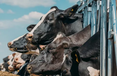 Holstein dairy cows feeding outdoors, showcasing optimized cattle nutrition for milk production.