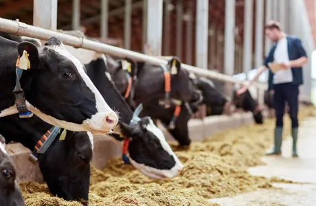 Dairy cows feeding in a barn under the supervision of an animal nutrition expert.
