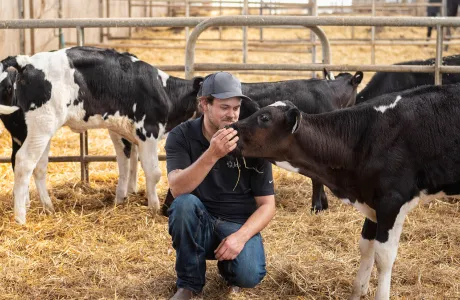 Jefo technician interacting with a Holstein calf in a dairy farm focused on animal nutrition.