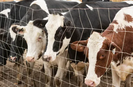 Dairy cows behind a pasture fence, illustrating outdoor herd management in animal nutrition.