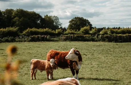 Dairy cow and calf grazing in a green pasture under a cloudy sky, illustrating sustainable animal nutrition.