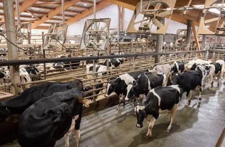 Dairy cows walking through a ventilated barn, showing optimal comfort and herd management in modern milk production.
