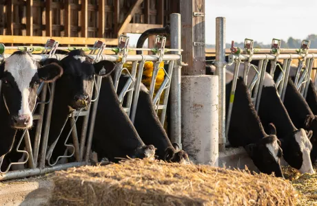 Dairy cows feeding on forage in a barn, illustrating efficient feed management in modern milk production systems.