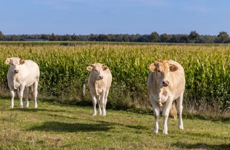 Three dairy cows grazing near a cornfield, showcasing open-air milk production in a sustainable agricultural setting.