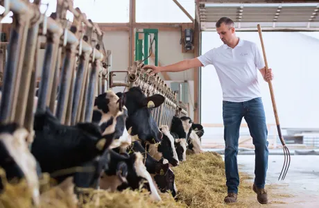 Dairy farm worker monitoring cow feeding with a pitchfork in hand, inside a modern livestock facility.