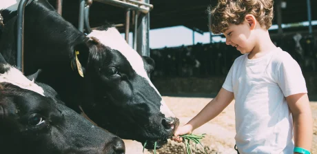 Child hand-feeding a Holstein dairy cow, showing the connection between animal welfare and precision nutrition.