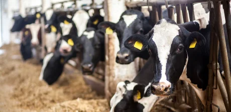 Holstein dairy cows eating hay in a barn, highlighting the role of tailored nutrition in efficient milk production.