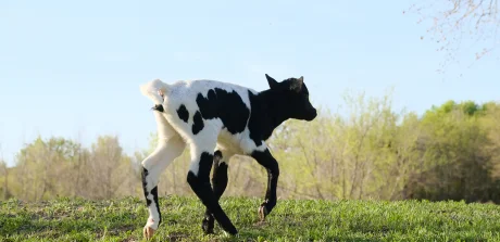 Veau Holstein courant dans un pâturage, illustrant le rôle clé de la nutrition dans la vitalité des jeunes bovins laitiers.