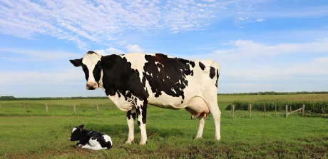 Holstein dairy cow with calf in pasture, highlighting tailored nutrition from early life stages.