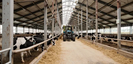 Dairy cows in a barn being fed by automated tractor, showcasing efficient precision nutrition practices.