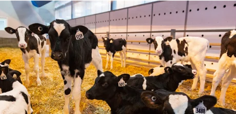 Veaux laitiers identifiés en stabulation paillée, nutrition adaptée pour un démarrage optimal en production laitière.