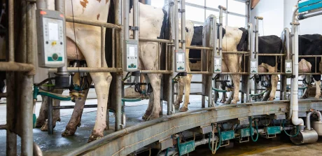 Dairy cows in an automated milking parlor, supported by tailored nutrition for optimized milk production.