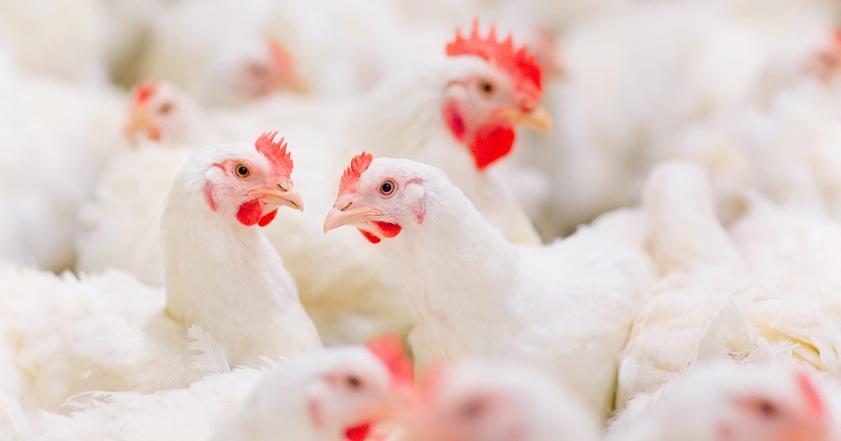 Combat Colibacillosis in Poultry | Jefo Nutritional Strategy – Jefo ...