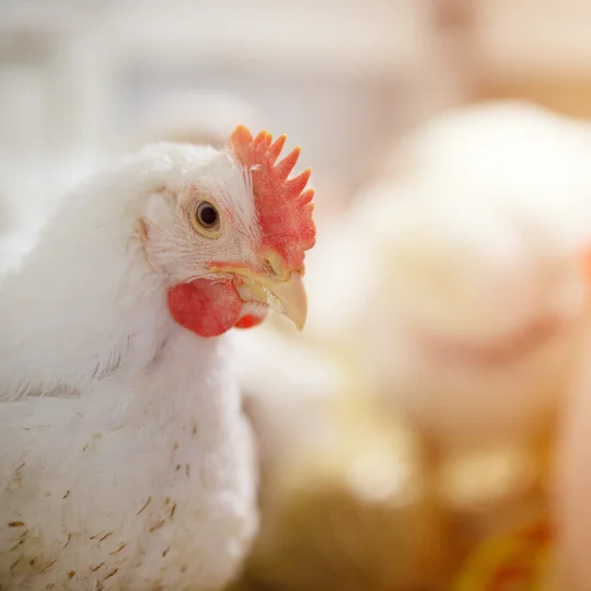 Close-up of a healthy broiler chicken, highlighting quality poultry nutrition solutions.
