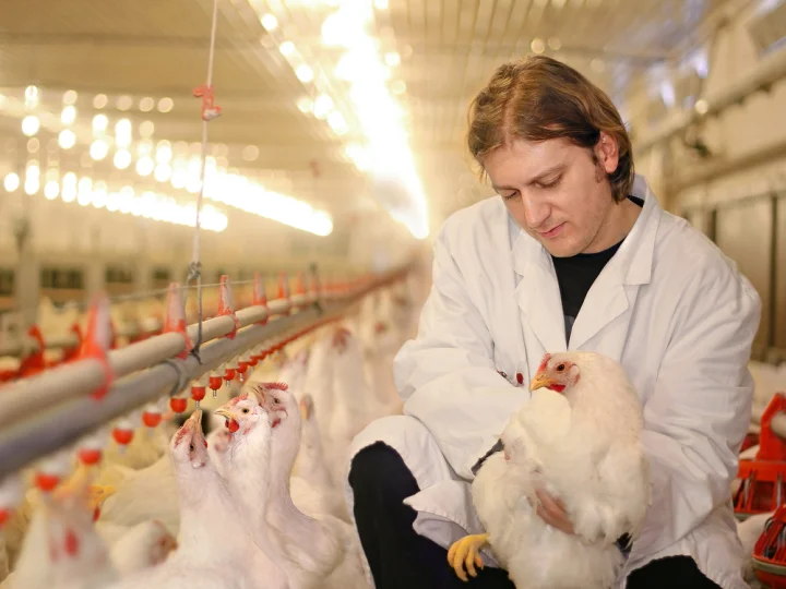 Poultry expert inspecting a broiler in a modern facility, showcasing monitoring practices in animal nutrition.