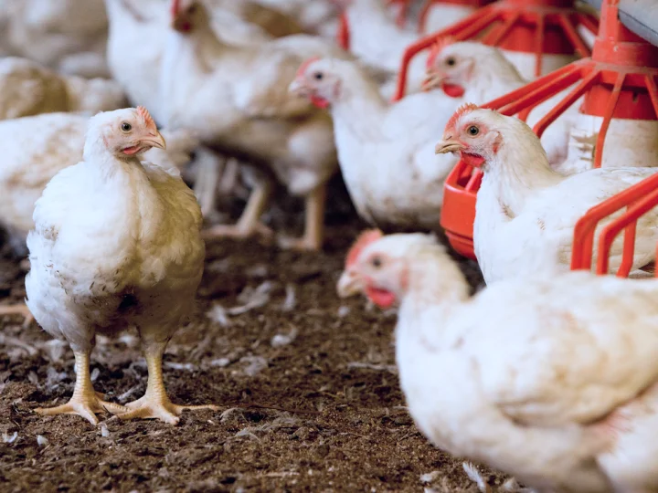 Pollos de engorde sobre cama en una granja avícola moderna, ejemplo de nutrición animal especializada.