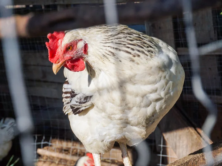 Close-up of a chicken in a coop, representing poultry farming related to animal nutrition.
