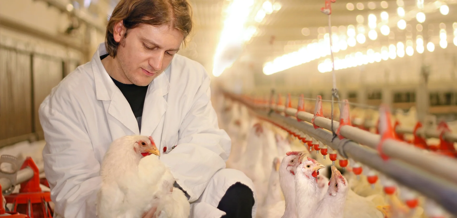 A poultry expert inspects a hen in a broiler house, highlighting animal nutrition and welfare in modern poultry production.