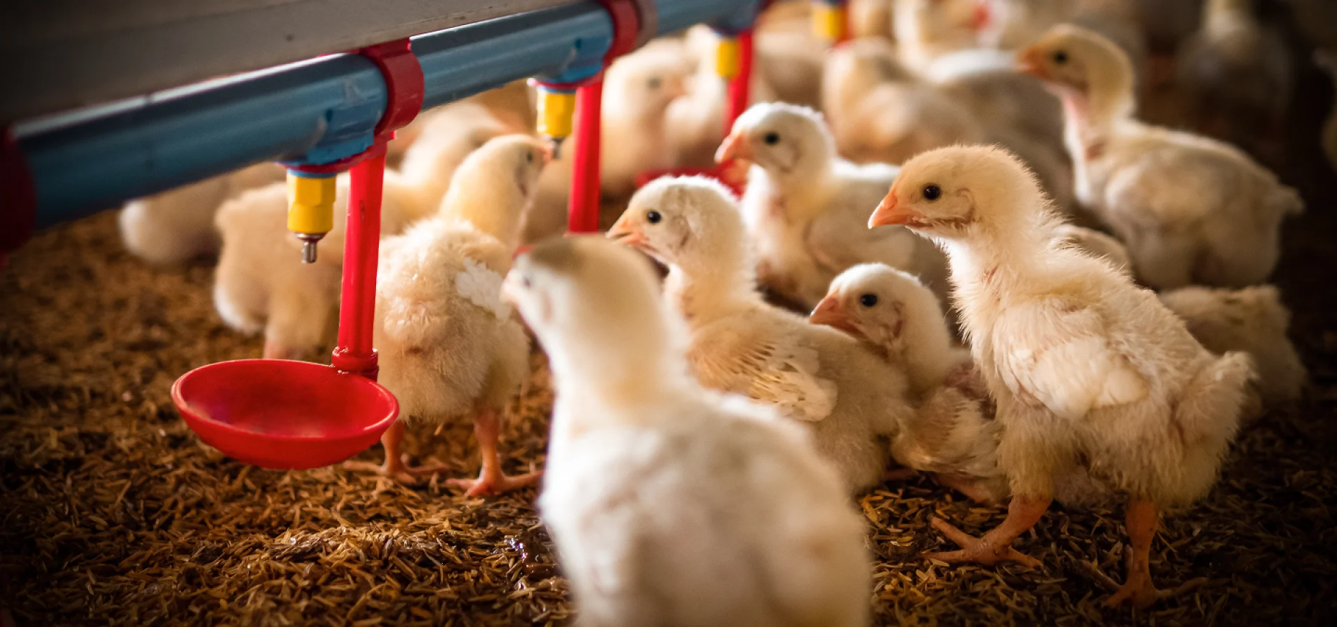 Chicks gathered near an automatic drinker in a poultry farm, highlighting best practices in animal nutrition.