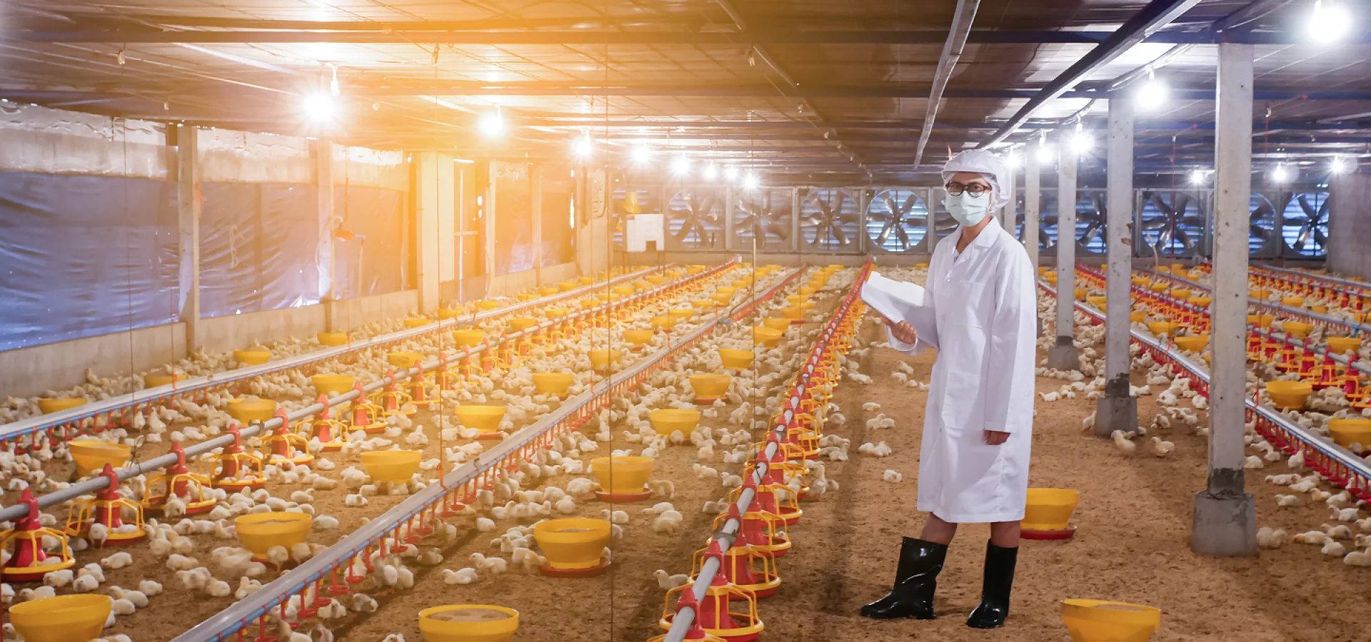 Inspector in white coat at a broiler chicken farm, showcasing modern animal nutrition and poultry production practices.